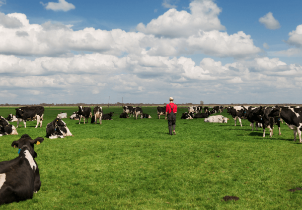 RFID Livestock Tags-main